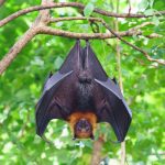 Perubahan Iklim Tingkatkan Risiko Penyebaran Virus Nipah