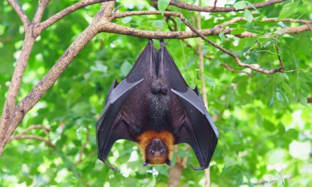 Perubahan Iklim Tingkatkan Risiko Penyebaran Virus Nipah