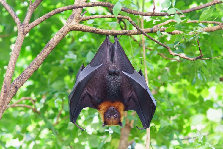 Perubahan Iklim Tingkatkan Risiko Penyebaran Virus Nipah