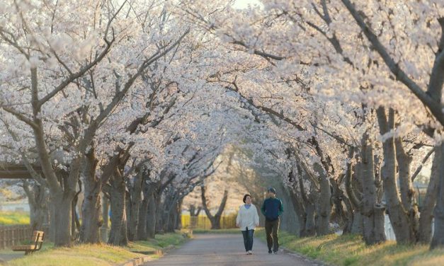 Festival Bunga Sakura Gunung Fuji 2026 Batal Karena Overtourism