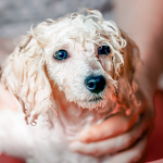 Cara Merawat Anak Anjing Agar Tumbuh Sehat Dan Aktif