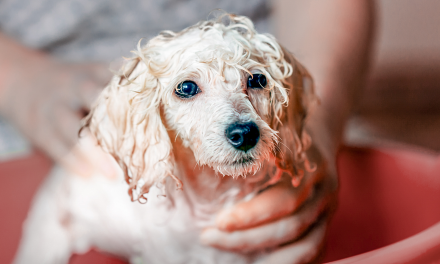 Cara Merawat Anak Anjing Agar Tumbuh Sehat Dan Aktif