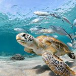 Penyu Dan Habitatnya: Pentingnya Menjaga Kelestarian