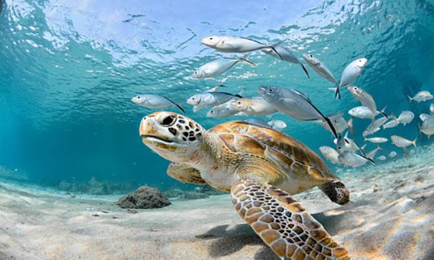 Penyu Dan Habitatnya: Pentingnya Menjaga Kelestarian