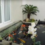 Jenis Ikan Hias Yang Cocok Untuk Kolam Di Rumah