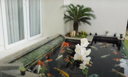 Jenis Ikan Hias Yang Cocok Untuk Kolam Di Rumah