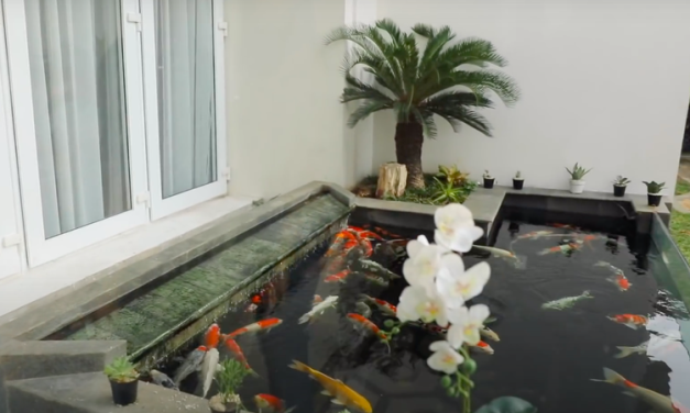 Jenis Ikan Hias Yang Cocok Untuk Kolam Di Rumah