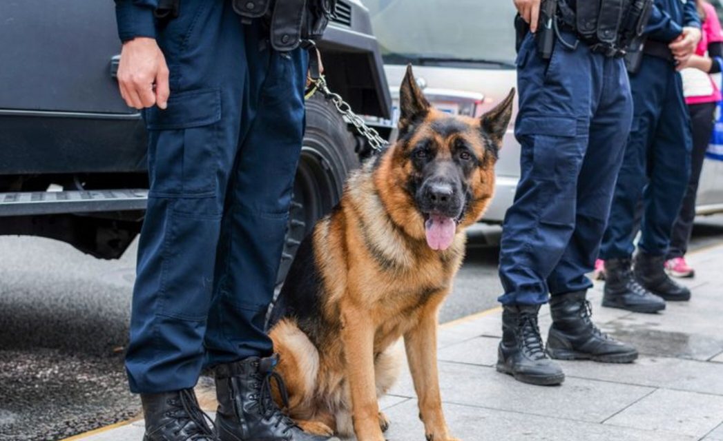 Kehidupan Harian Anjing K9 Bersama Penangan Profesional