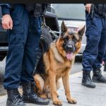 Kehidupan Harian Anjing K9 Bersama Penangan Profesional