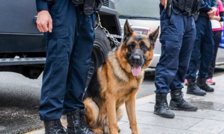 Kehidupan Harian Anjing K9 Bersama Penangan Profesional