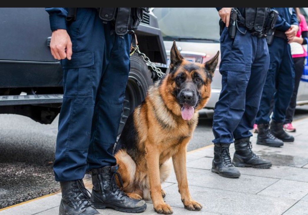 Kehidupan Harian Anjing K9 Bersama Penangan Profesional