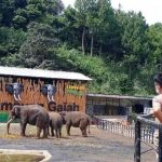 Mengenal Beragam Satwa Dari Seluruh Dunia Di Kebun Binatang