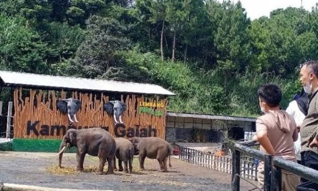 Mengenal Beragam Satwa Dari Seluruh Dunia Di Kebun Binatang