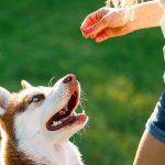 Pelatihan Anjing Untuk Pemula: Cara Membentuk Perilaku Positif