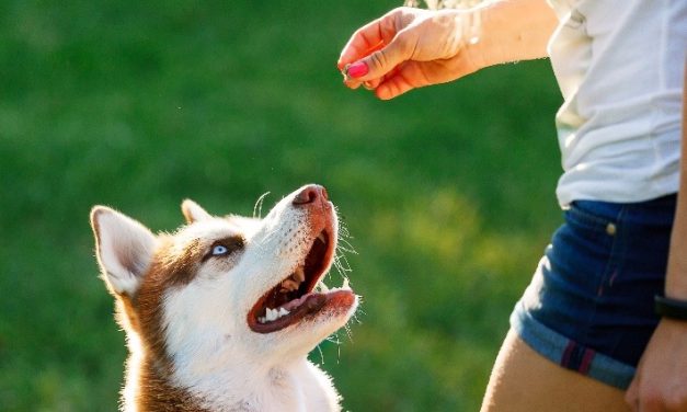 Pelatihan Anjing Untuk Pemula: Cara Membentuk Perilaku Positif