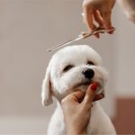 Tips Grooming Anjing Di Rumah Agar Tetap Sehat Dan Wangi