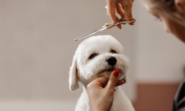 Tips Grooming Anjing Di Rumah Agar Tetap Sehat Dan Wangi