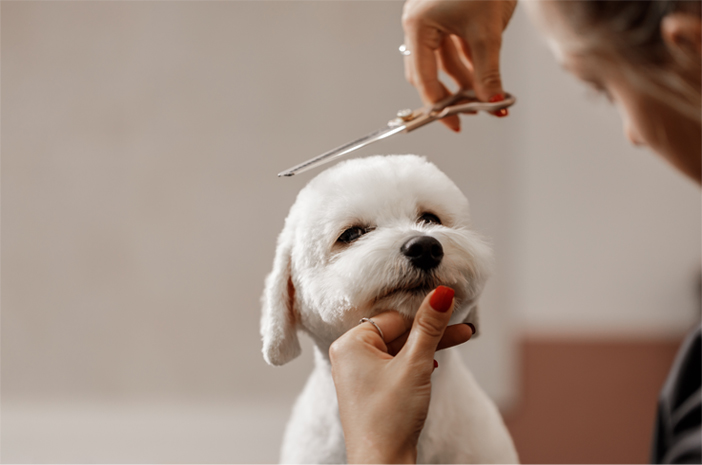 Tips Grooming Anjing Di Rumah Agar Tetap Sehat Dan Wangi