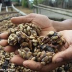 Tips Memilih Kopi Luwak Asli Agar Tidak Tertipu Produk Palsu