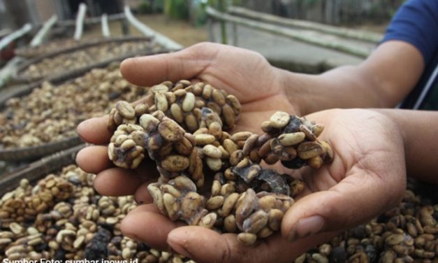 Tips Memilih Kopi Luwak Asli Agar Tidak Tertipu Produk Palsu