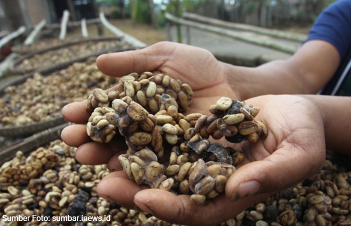 Tips Memilih Kopi Luwak Asli Agar Tidak Tertipu Produk Palsu