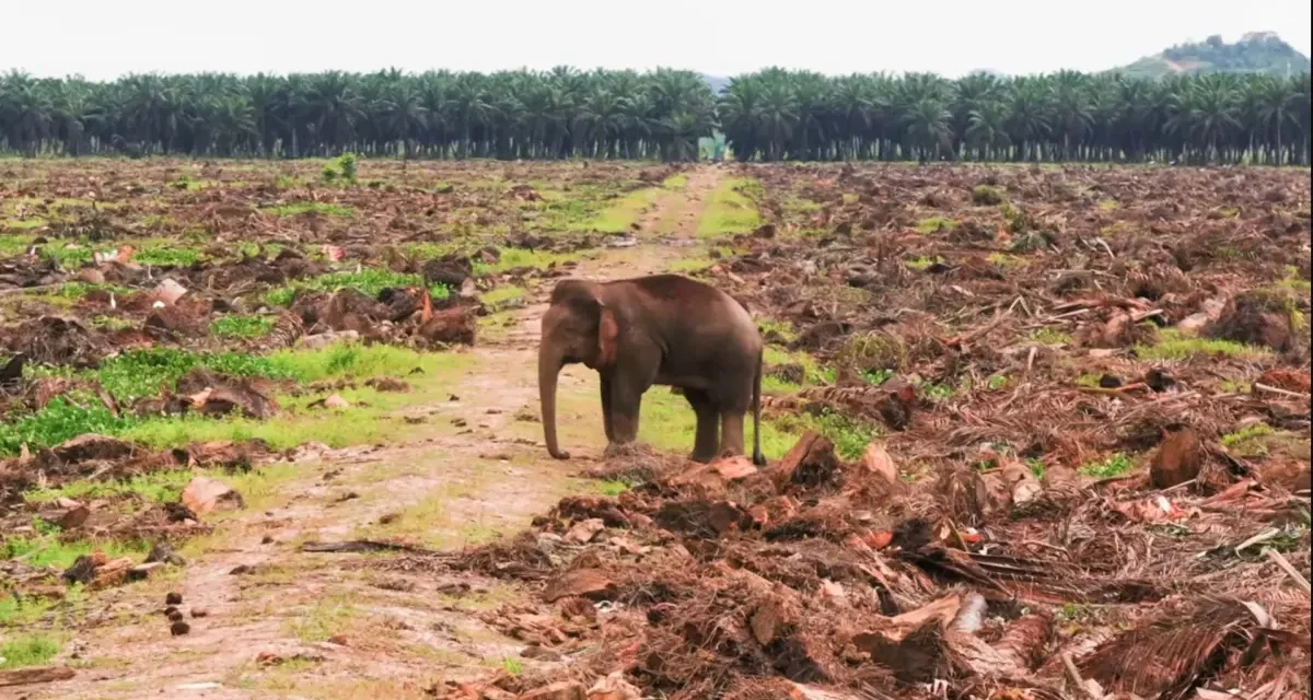 Ancaman Terhadap Habitat Satwa Liar Sumatera Dan Kalimantan
