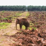 Ancaman Terhadap Habitat Satwa Liar Sumatera Dan Kalimantan