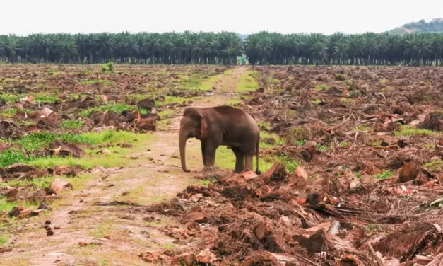 Ancaman Terhadap Habitat Satwa Liar Sumatera Dan Kalimantan