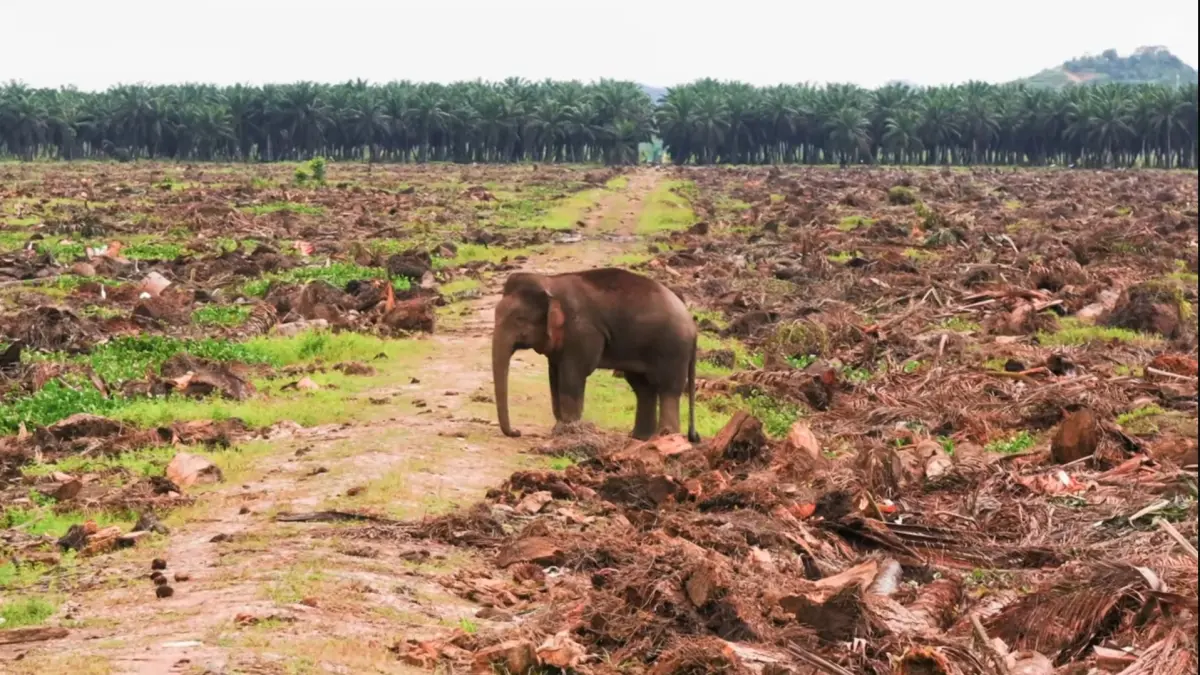 Ancaman Terhadap Habitat Satwa Liar Sumatera Dan Kalimantan