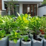 Tanaman Sayuran Yang Mudah Ditanam Di Rumah Untuk Pemula