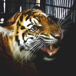 Fakta Unik Harimau, Habitat, Dan Upaya Konservasi Di Indonesia