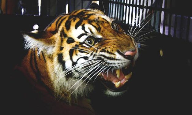Fakta Unik Harimau, Habitat, Dan Upaya Konservasi Di Indonesia