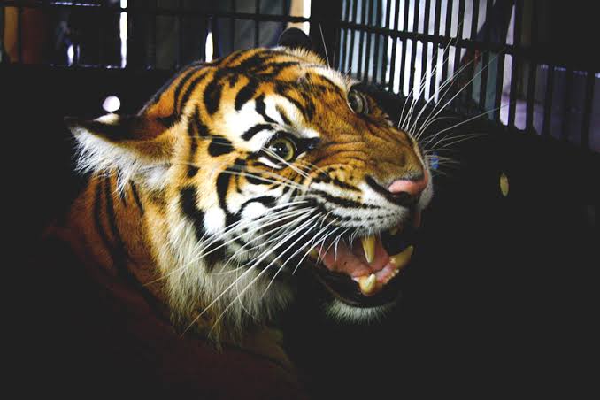 Fakta Unik Harimau, Habitat, Dan Upaya Konservasi Di Indonesia