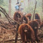Hewan Kehilangan Habitat: Ancaman Kepunahan di Masa Depan