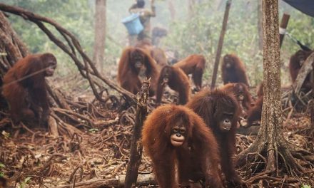 Hewan Kehilangan Habitat: Ancaman Kepunahan di Masa Depan