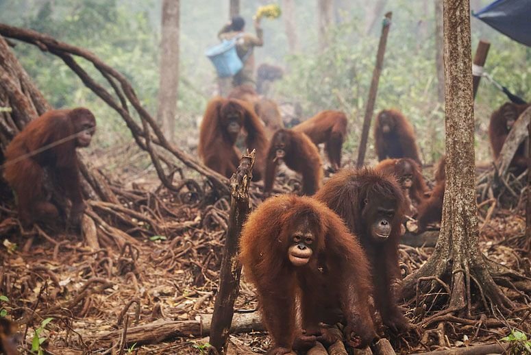 Hewan Kehilangan Habitat: Ancaman Kepunahan di Masa Depan