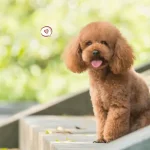Anjing Poodle: Karakter, Perawatan, Dan Keunikan Ras Cerdas