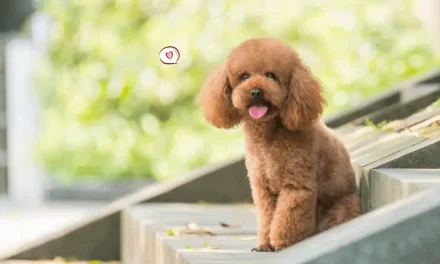 Anjing Poodle: Karakter, Perawatan, Dan Keunikan Ras Cerdas