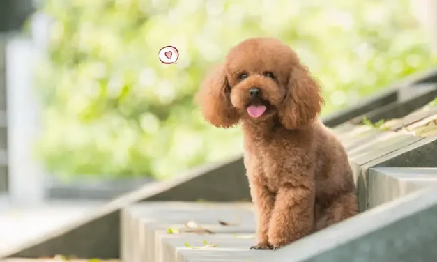 Anjing Poodle: Karakter, Perawatan, Dan Keunikan Ras Cerdas