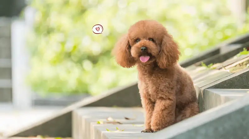 Anjing Poodle: Karakter, Perawatan, Dan Keunikan Ras Cerdas