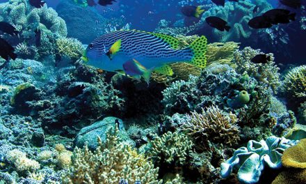 Laut Indonesia: Kekayaan Alam Menyimpan Potensi Sangat Besar