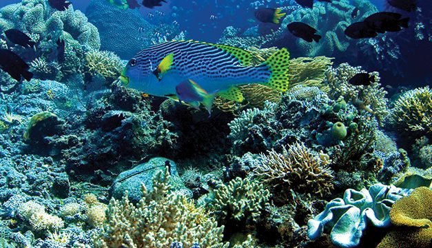 Laut Indonesia: Kekayaan Alam Menyimpan Potensi Sangat Besar