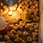 Panduan Memelihara Ayam Petelur Agar Produktif Dan Sehat