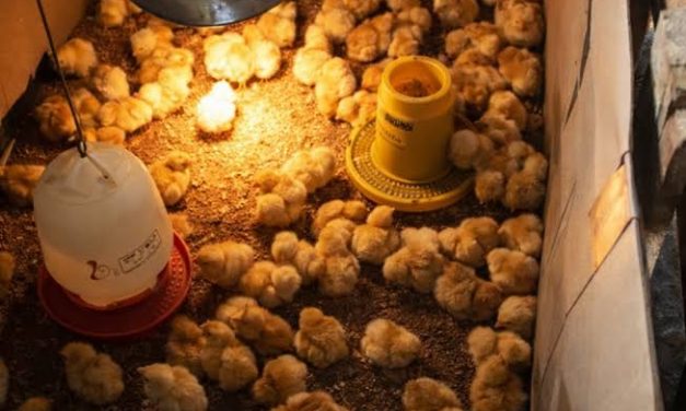 Panduan Memelihara Ayam Petelur Agar Produktif Dan Sehat