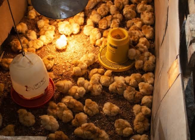 Panduan Memelihara Ayam Petelur Agar Produktif Dan Sehat