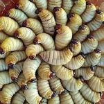 Ulat Sagu: Mengenal Hewan Menjadi Bagian Kuliner Tradisional