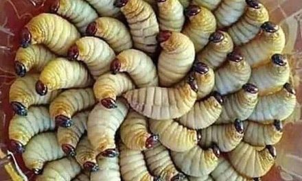 Ulat Sagu: Mengenal Hewan Menjadi Bagian Kuliner Tradisional