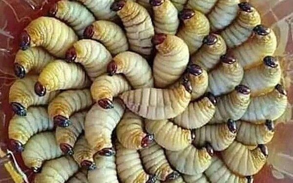 Ulat Sagu: Mengenal Hewan Menjadi Bagian Kuliner Tradisional