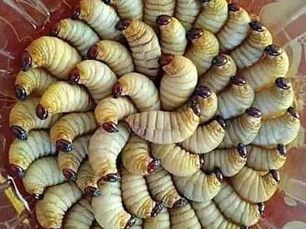 Ulat Sagu: Mengenal Hewan Menjadi Bagian Kuliner Tradisional
