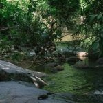 Ekosistem Sungai: Kehidupan Yang Bergantung Pada Aliran Air